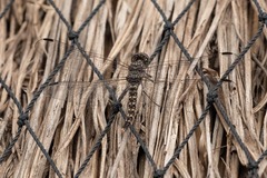 Bradinopyga strachani