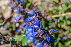Penstemon attenuatus