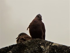Columbina talpacoti