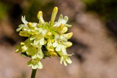 Penstemon flavescens