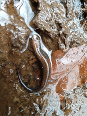 Desmognathus fuscus