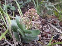 Crassula lactea