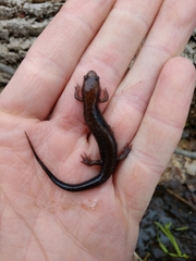 Desmognathus fuscus