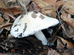 Amanita elliptosperma