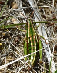Alpinacris tumidicauda