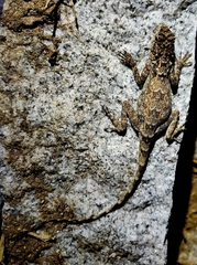 Psammophilus dorsalis