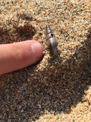 Ophiodermella inermis