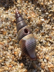 Ophiodermella inermis