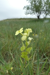 Biscutella auriculata