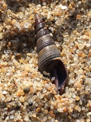 Ophiodermella inermis