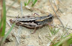 Sigaus australis
