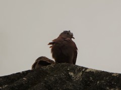 Columbina talpacoti