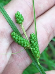 Carex caroliniana