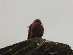 Columbina talpacoti