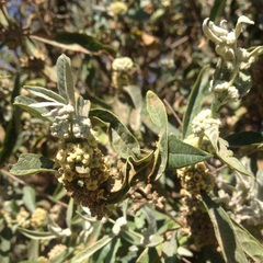 Buddleja parviflora