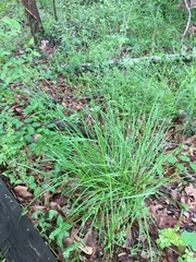 Carex caroliniana