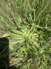 Saniculeae