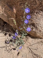 Evolvulus arizonicus