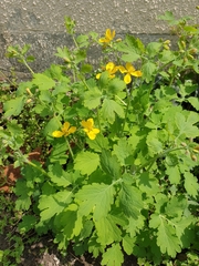 Chelidonium majus