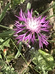 Centaurea napifolia