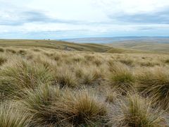 Chionochloa rigida rigida