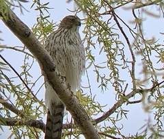 Accipiter cooperii