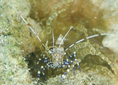 Periclimenes yucatanicus