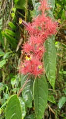 Columnea minor