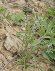 Rochelia retorta