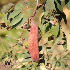 Pistacia terebinthus palaestina