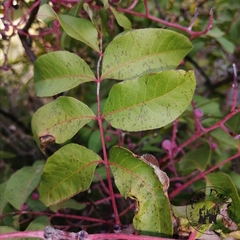 Pistacia terebinthus palaestina