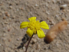 Othonna cacalioides