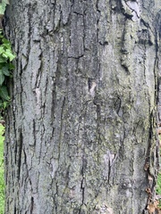 Acer rubrum