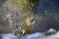 Ascidiella aspersa