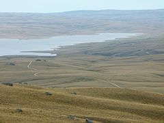 Chionochloa rigida rigida