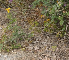 Lacerta trilineata polylepidota