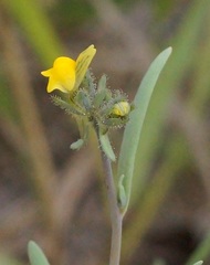 Linaria simplex