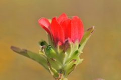 Castilleja nervata