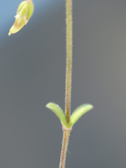 Cerastium pumilum