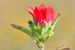 Castilleja nervata