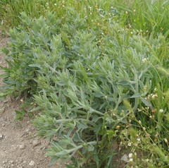 Nepeta parviflora
