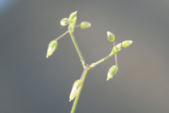Cerastium pumilum