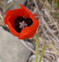Papaver minus