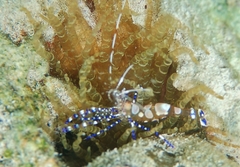 Periclimenes yucatanicus