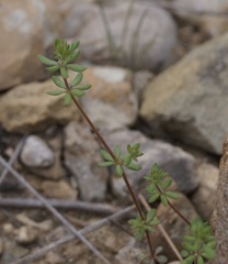 Galium verticillatum