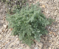 Astrodaucus littoralis