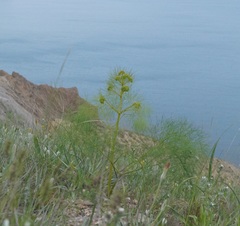 Prangos trifida