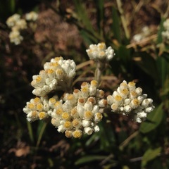 Pseudognaphalium chartaceum