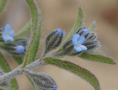 Rochelia retorta