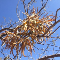 Phoradendron carneum